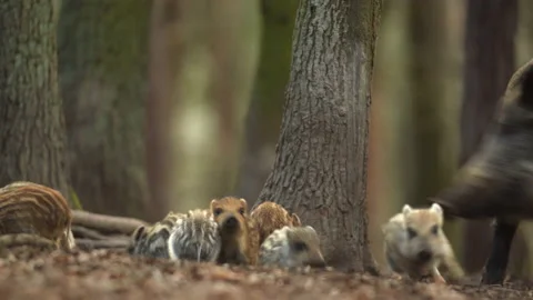 Closeup young wild boars Sus scrofa, excited piggy running off into dark wood. Stock Footage 150842776