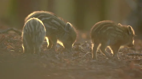 Closeup young wild boars Sus scrofa, piggy running in dark wood. Stock Footage 150845371