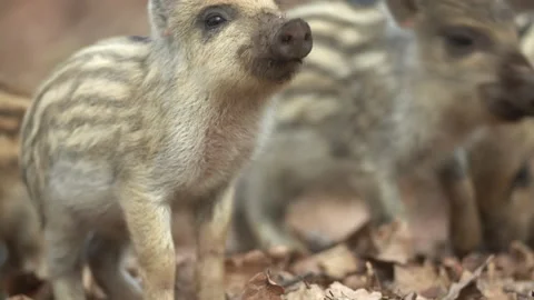Closeup young wild boars Sus scrofa, excited piggy running off into dark wood. Stock Footage 150925861