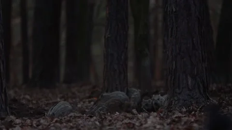 Closeup young wild boars Sus scrofa calm piggy walking in dark wood. Stock Footage 150982156