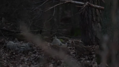 Closeup young wild boars Sus scrofa, piggy running in dark wood. Stock Footage 150983575