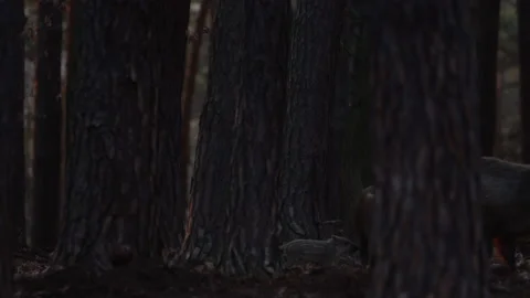 Closeup young wild boars Sus scrofa family, calm piggy walking together in woods Stock Footage 150983609