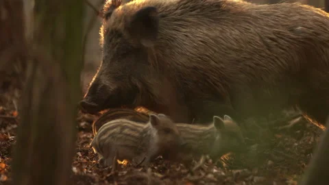 Closeup young wild boars Sus scrofa family, calm piggy walking together in woods Stock Footage 150986651