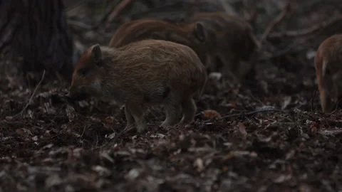 Closeup young wild boars Sus scrofa calm piggy walking in dark wood. Stock Footage 150992647