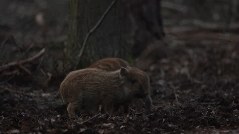 Closeup young wild boars Sus scrofa calm piggy walking in dark wood. Stock Footage 151003616