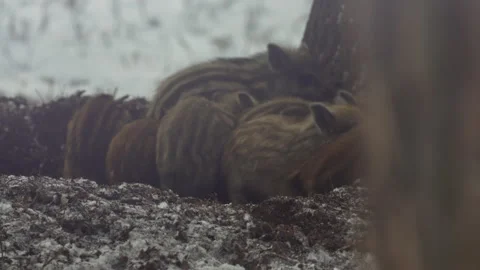 Closeup young wild boars Sus scrofa, excited piggy running off into dark woods. Stock Footage 151011329