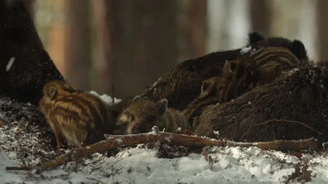 Closeup young wild boars Sus scrofa family, calm piggy siblings together in den. Stock Footage 151013138