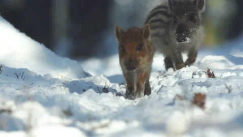 Closeup young wild boars Sus scrofa calm piggy walking in dark woods. Stock Footage 151143644