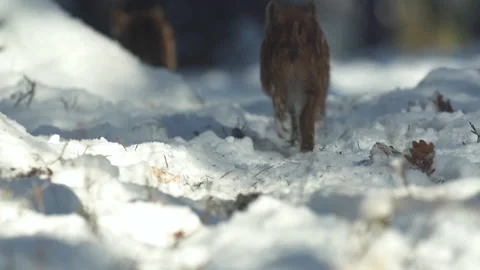 Closeup young wild boars Sus scrofa, excited piggy running off into dark wood. Stock Footage 151144784