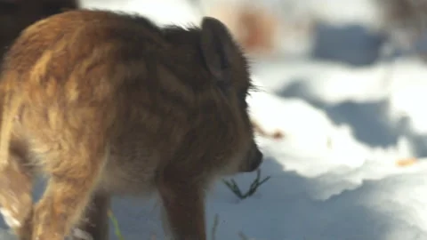 Closeup young wild boars Sus scrofa, excited piggy running off into dark wood. Stock Footage 151147376
