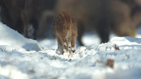 Closeup young wild boars Sus scrofa calm piggy walking away in deep winter wood. Stock Footage 151151825