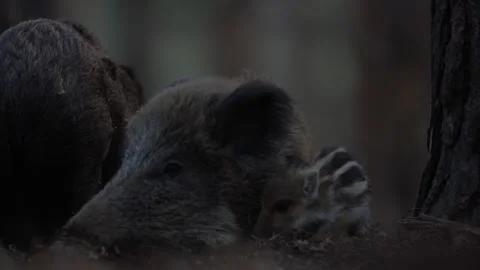 Closeup young wild boars Sus scrofa family, calm piggy siblings together in den. Stock Footage 151186708