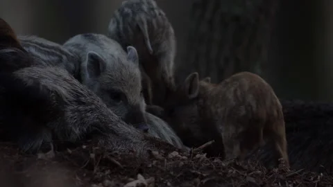 Closeup young wild boars Sus scrofa family, calm piggy siblings together in den. Stock Footage 151187402
