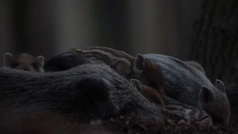 Closeup young wild boars Sus scrofa family, calm piggy siblings together in den. Stock Footage 151187682