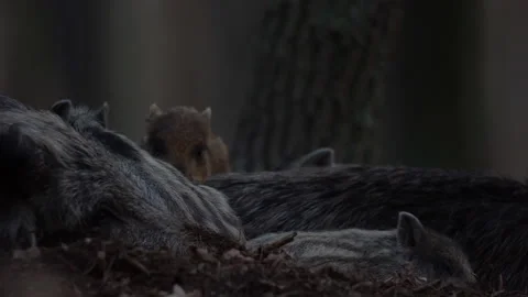 Closeup young wild boars Sus scrofa family, calm piggy siblings together in den. Stock Footage 151187692