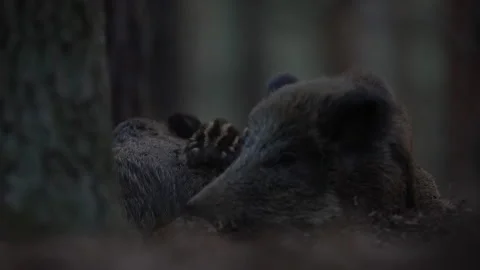 Closeup young wild boars Sus scrofa family, calm piggy siblings together in den. Stock Footage 151188348