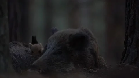 Closeup young wild boars Sus scrofa family, calm piggy siblings together in den. Stock Footage 151189264
