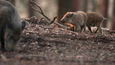 Closeup young wild boars Sus scrofa calm piggy walking in dark wood. Stock Footage 151274080