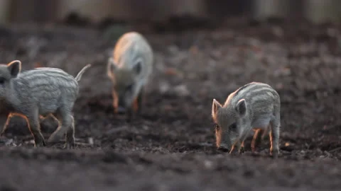 Closeup young wild boars Sus scrofa calm piggy walking in dark wood. Stock Footage 151276785