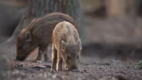 Closeup young wild boars Sus scrofa, excited piggy romping together in dark wood Stock Footage 151289044