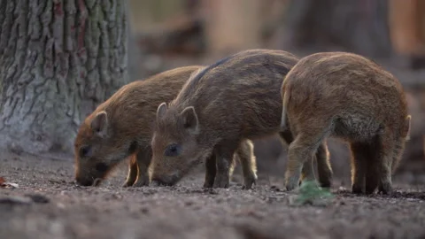 Closeup young wild boars Sus scrofa, excited piggy romping together in dark wood Stock Footage 151289883