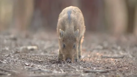 Closeup young wild boars Sus scrofa, excited piggy romping together in dark wood Stock Footage 151347743
