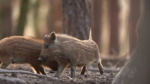Closeup young wild boars Sus scrofa, excited piggy romping together in dark wood Stock Footage 151437822