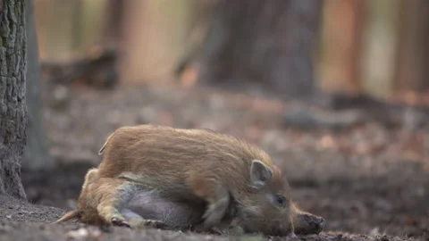 Closeup young wild boars Sus scrofa, excited piggy romping together in dark wood Stock Footage 151444672
