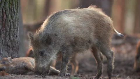 Closeup young wild boars Sus scrofa, excited piggy romping together in dark wood Stock Footage 151445279