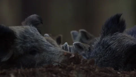 Closeup young wild boars Sus scrofa family, calm piggy siblings together in den. Stock Footage 152490715