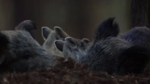 Closeup young wild boars Sus scrofa family, calm piggy siblings together in den. Stock Footage 152491338