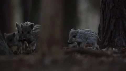 Closeup young wild boars Sus scrofa calm piggy walking in dark wood. Stock Footage 152492104
