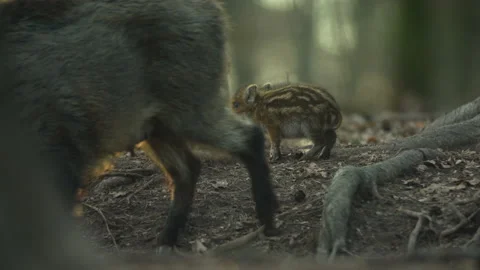 Closeup young wild boars Sus scrofa family, calm piggy walking together in wood. Stock Footage 152494962