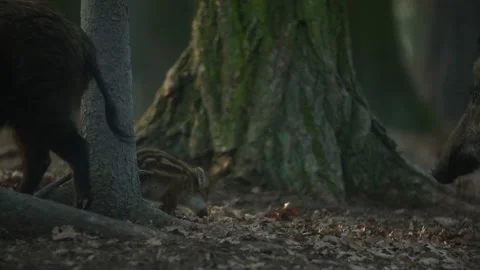 Closeup young wild boars Sus scrofa family, calm piggy walking together in wood. Stock Footage 152496087