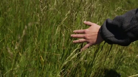 Closeup Of Young Woman's Hand Feeling Tall Grass (Slow Motion) Stock Footage 78495161