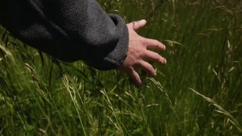 Closeup Of Young Woman's Hand Touching Tall Grass (Slow Motion) Stock Footage 78495194