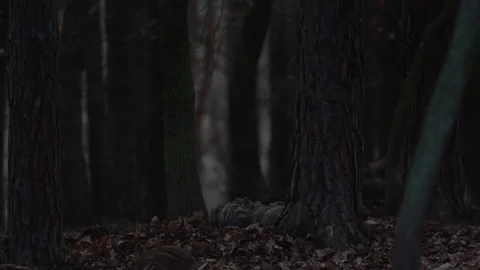 Closeup youngs wild boars Sus scrofa, calm piggy siblings together in den. Stock Footage 150983260