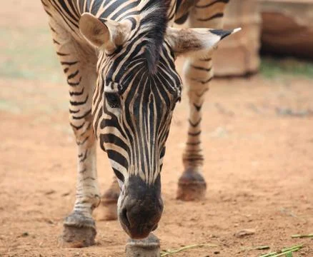 Closeup zebra face Stock Photos