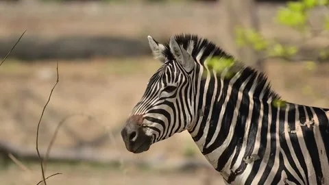 Closeup of Zebra in a grassy savanna setting. Stock Footage 306565928
