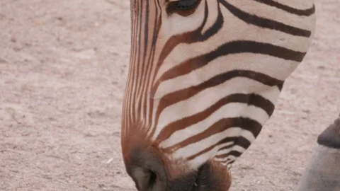 Closeup Zebra Lips Eating Stock Footage 109463278