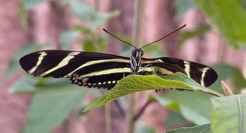 A closeup of a zebra longwing or zebra heliconian (Heliconius charithonia) .. Stock Photos
