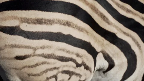 Closeup of zebra skin running in africa Stock Footage