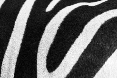 Closeup of zebra stripes 스톡 사진