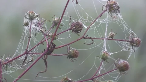 Closeup Zoom Out Of A Spider In A Web Surrounded By Flowers Stock Footage 96029918