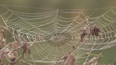 Closeup Zoom Out Of A Spider In A Web Surrounded By Flowers Stock Footage 96030154
