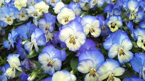 Closeup, zoom in shot of pansy / viola flower garden. 4K Stock Footage 186362000