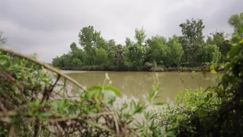Closeup zoom through riverside vegetation in the Paraná Delta Stock-Footage 320569445