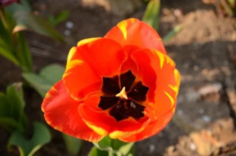 Closeup zoomed in beautiful Tulip flowers in  red & yellow colors Stock Photos