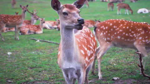 Closeup.Deer chews and looks at the camera. Persian fallow deer in a safari park Stock Footage 145180557