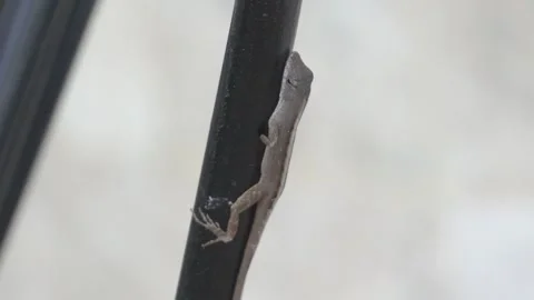 CloseUpgeckoMoveshead Stock Footage 233543236